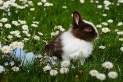 Bunny