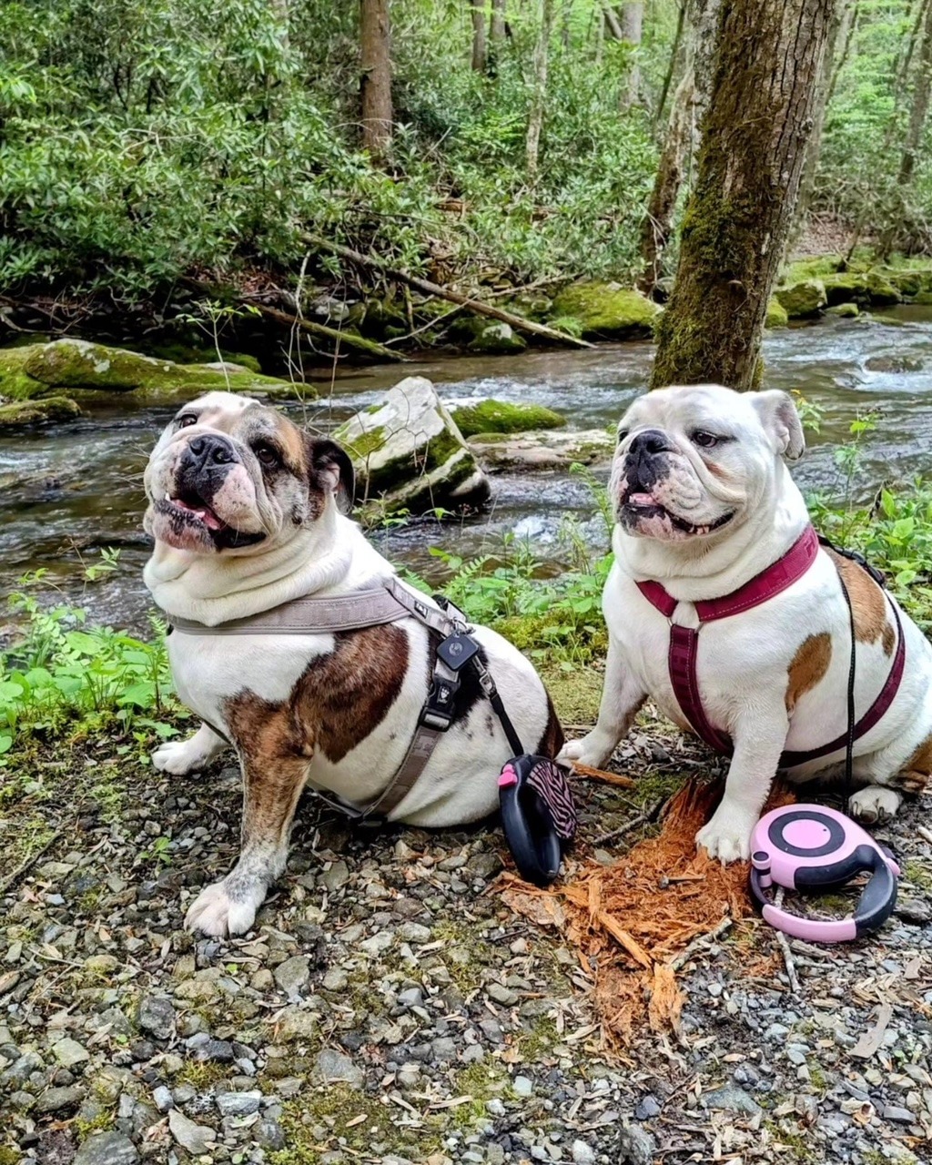 Bulldog Evie and Minnie