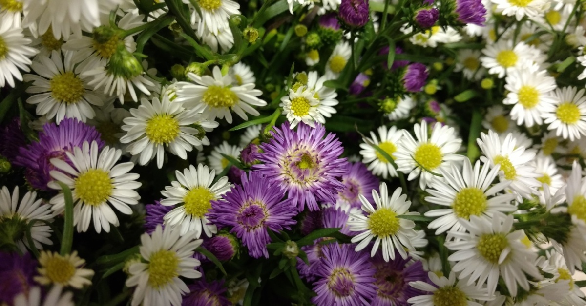 Aster