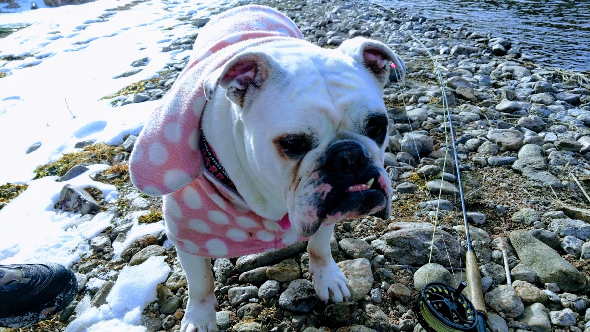 Bulldog Pearl