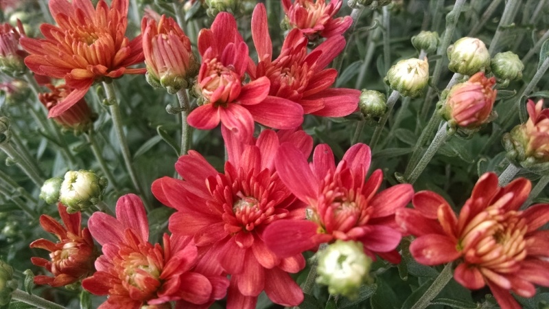 Chrysanthemum