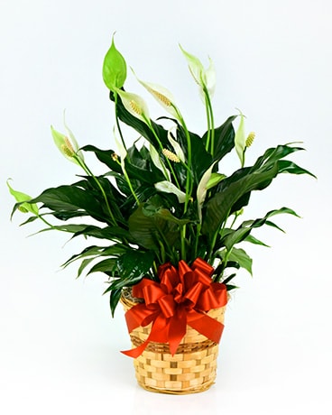 Peace Lily