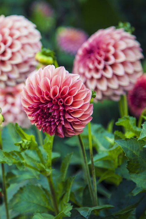 Dahlia