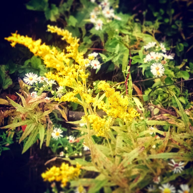 Goldenrod