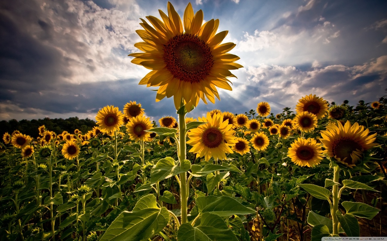 Sunflowers